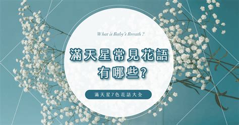 天星花|滿天星是什麼？滿天星常見花語有哪些？滿天星7色花語大全！